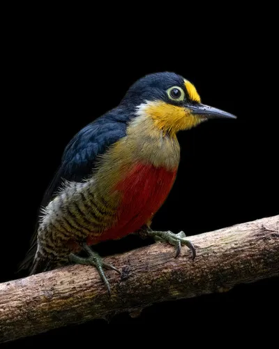 Benedito-de-testa-amarela