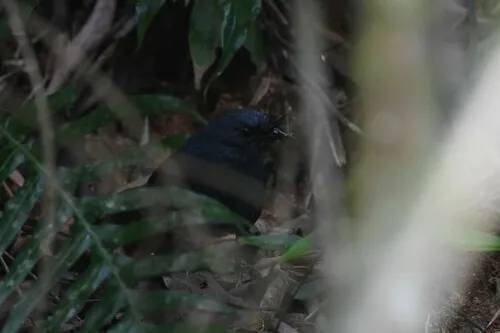Entufado