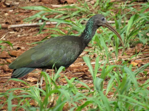 Green Ibis