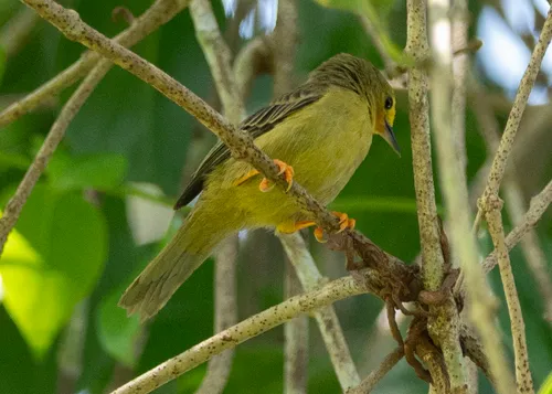 Orange-fronted Plushcrown