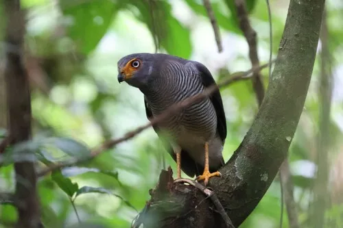 Lined Forest-Falcon