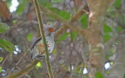 Cryptic Forest-Falcon