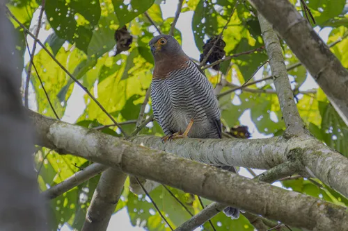 Barred Forest-Falcon