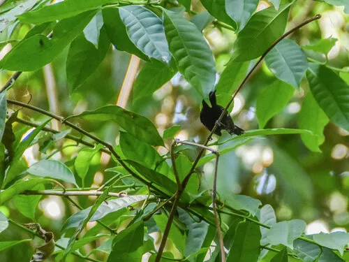 Dot-winged Antwren