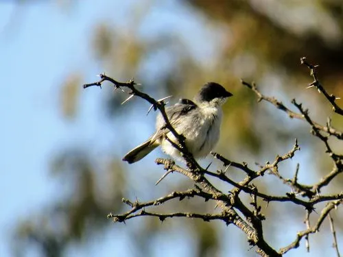 Black-capped Warbling-Finch
