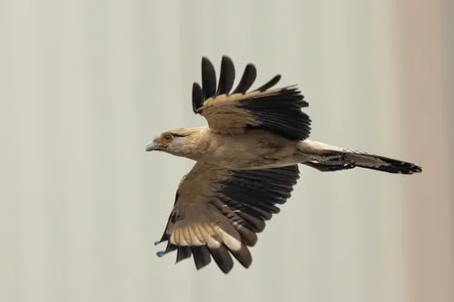 Yellow-headed Caracara