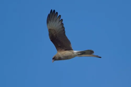 Chimango Caracara