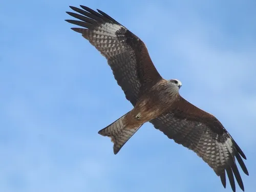 Black Kite