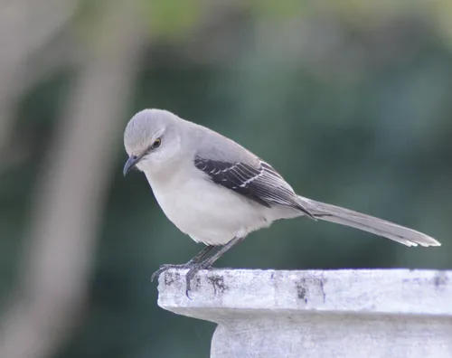 Tropical Mockingbird