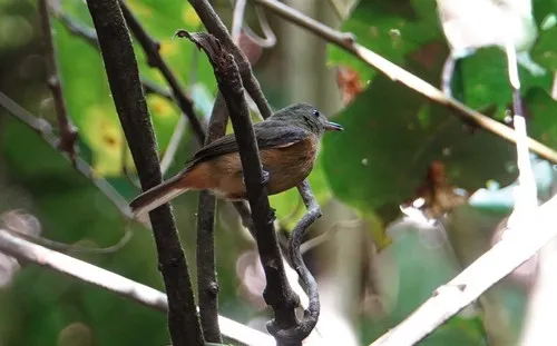 McConnell's Flycatcher