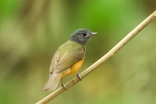 Gray-hooded Flycatcher