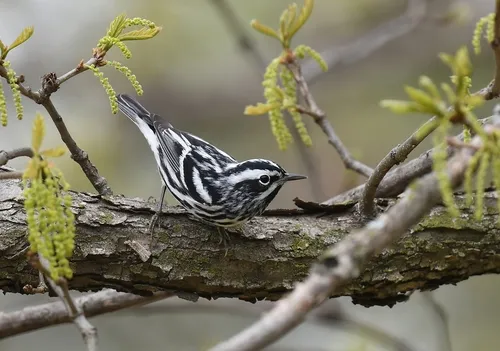 Black-and-white Warbler