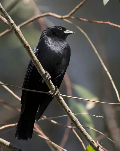 Screaming Cowbird