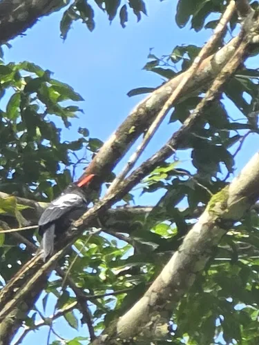 Black Nunbird