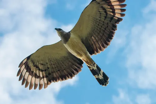 Crested Eagle