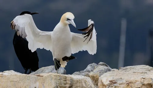 Northern Gannet