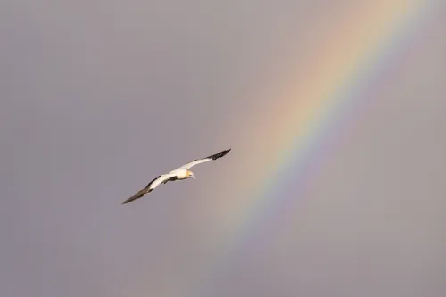 Australasian Gannet