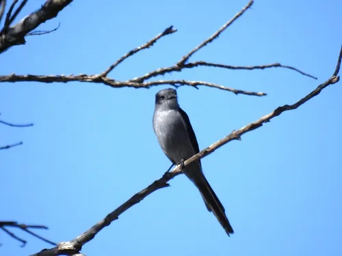 Shear-tailed Gray Tyrant