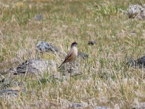 Cinnamon-bellied Ground-Tyrant