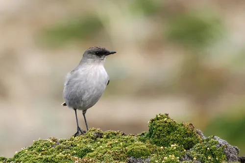 Dark-faced Ground-Tyrant