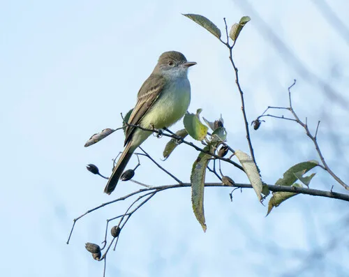 Short-crested Flycatcher