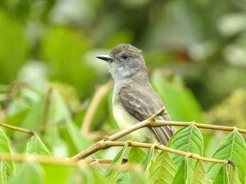 Dusky-capped Flycatcher