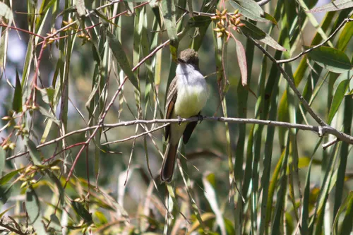 Brown-crested Flycatcher