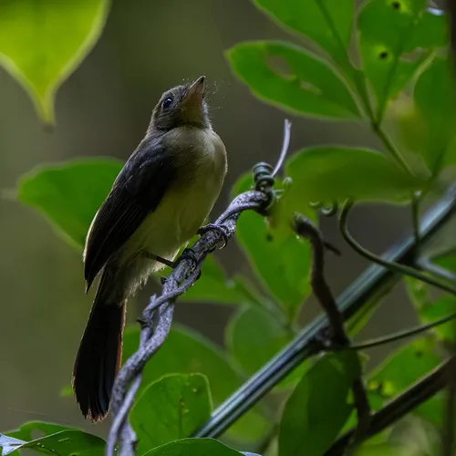 Black-tailed Flycatcher