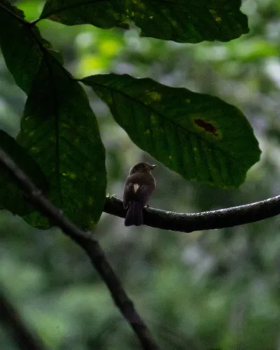 Whiskered Flycatcher