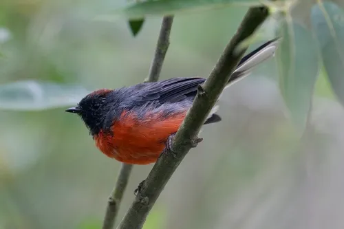Slate-throated Redstart