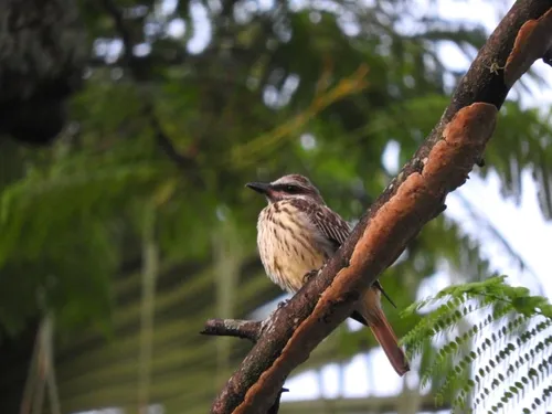 Bem-te-vi-de-barriga-sulfúrea