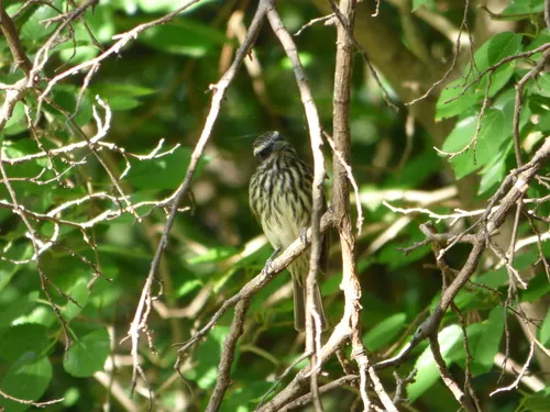 Streaked Flycatcher