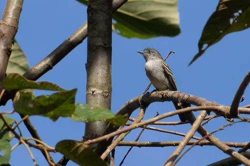 Gray Elaenia