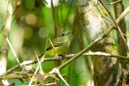Yellow-crowned Elaenia