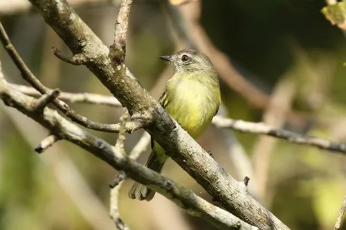 Forest Elaenia