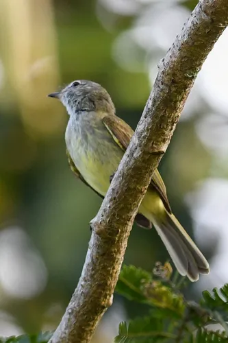 Guaracava-de-crista-alaranjada