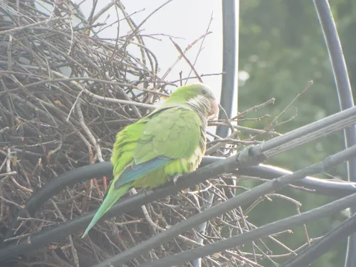 Monk Parakeet