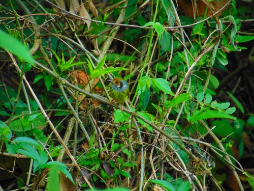 Eared Pygmy-Tyrant