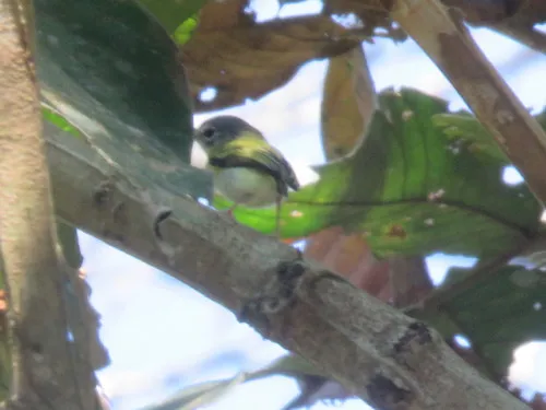Short-tailed Pygmy-Tyrant