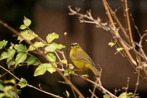 Two-banded Warbler