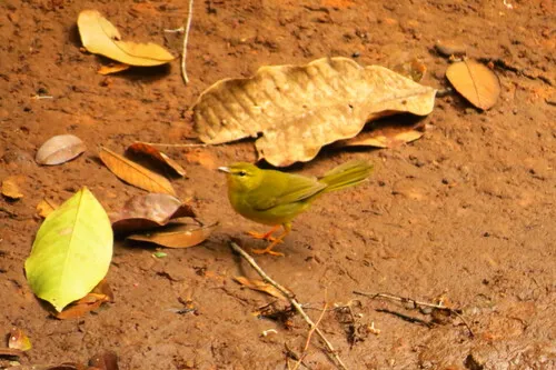 Flavescent Warbler
