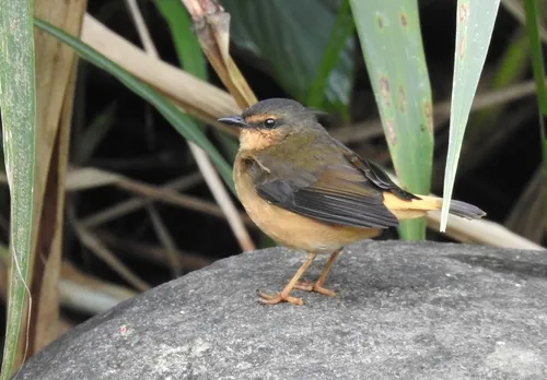 Buff-rumped Warbler