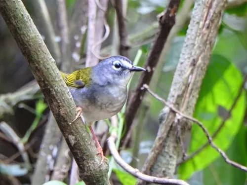 White-browed Warbler
