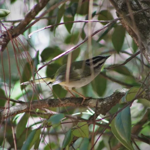 Pula-pula-de-sobrancelha