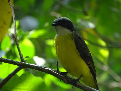 Rusty-margined Flycatcher