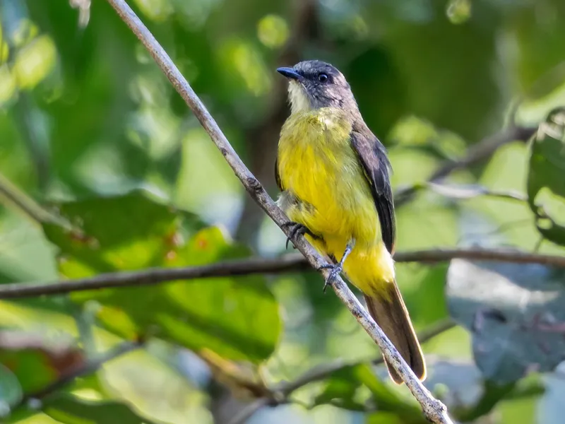 Dusky-chested Flycatcher