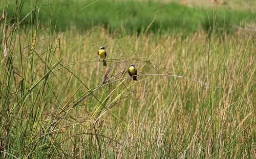Social Flycatcher