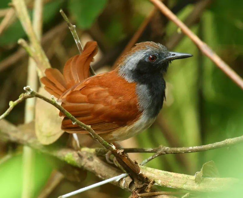 White-bellied Antbird