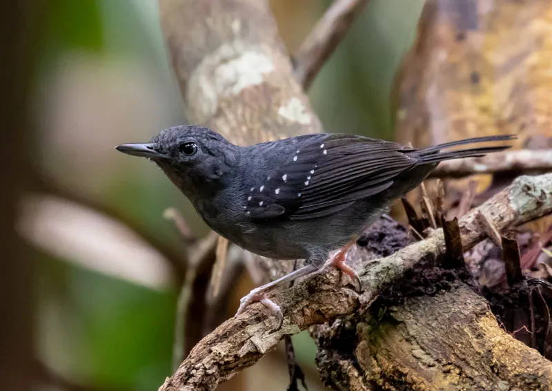 Formigueiro-de-cauda-curta