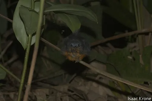 Plumbeous Antbird